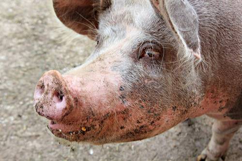 Il virus che spaventa il mondo: "Già passato dal maiale all'uomo"