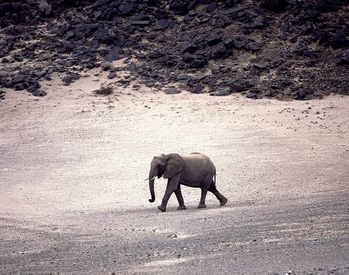 In Namibia, dove lo zoo siamo noi esseri umani