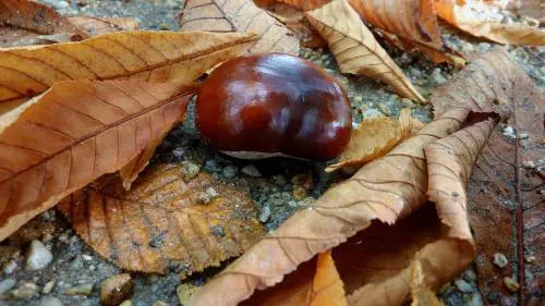 Cercatore di castagne ritrovato morto. L’uomo era disperso da sabato