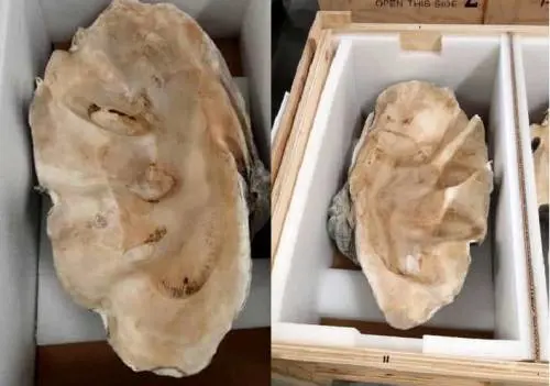 Sequestrate conchiglie di mollusco gigante in via di estinzione