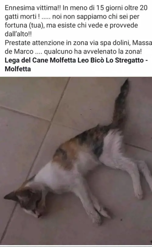 Molfetta, è allarme moria di gatti. Sconvolta l'intera comunità