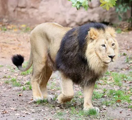 Pakistan, scaglia il suo leone contro un elettricista che voleva essere pagato 