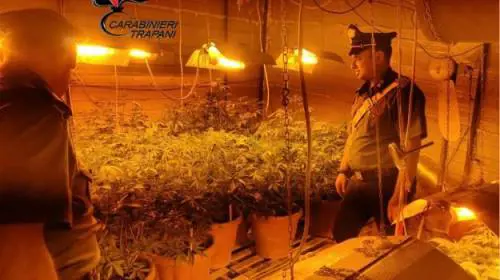 Scoperta una piantagione indoor, arrestato 41enne di Alcamo