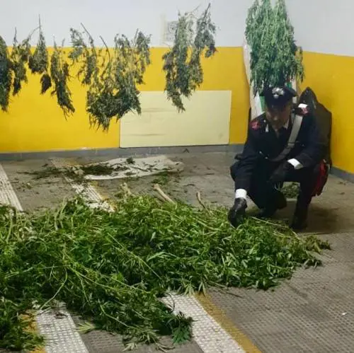 Marijuana a essiccare nel barchino, arrestato