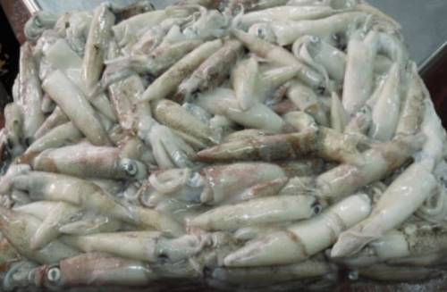 Livorno, sequestrate sei tonnellate di pesce scaduto