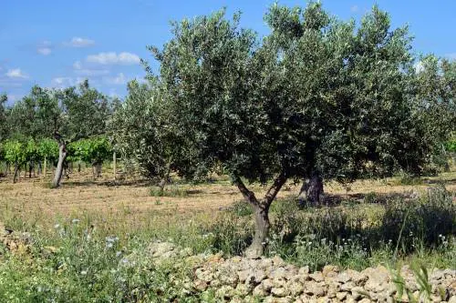 Tragedia nel Salento, pota gli ulivi e muore dissanguato