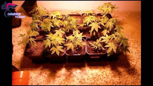 La famiglia con il "pollice verde": piantagione di marijuana in casa