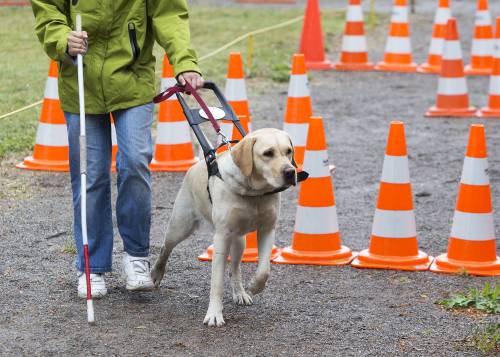 Contro la depressione da lutto un animale può salvarci