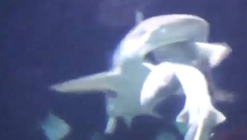 Stupore ad Anversa: uno squalo ne divora un altro nell'acquario