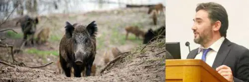 La follia dei 5 Stelle: i "navigator" dei cinghiali