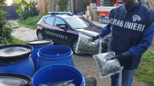 Quei 112 chili di marijuana nascosti in un terreno agricolo