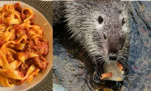 Cena con menù di nutria fa sold-out. Ma l'asl ferma la Pro loco