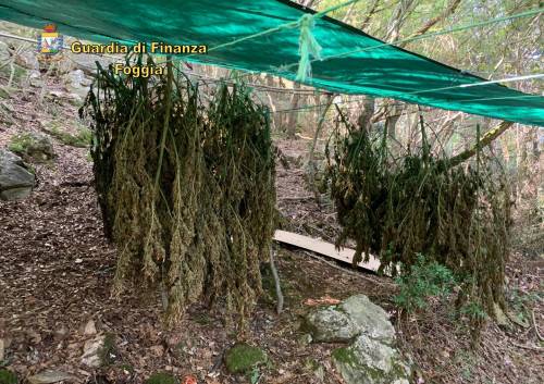 Rinvenute 60 piante di marijuana nel bosco di San Nicandro Garganico