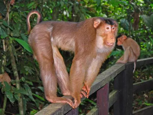 Malesia, scoperta choc: i "macachi carnivori"