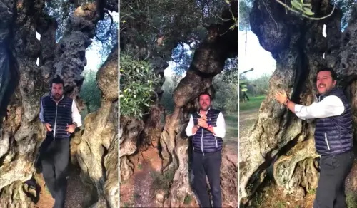 Salvini e l'ulivo più antico dell'Umbria: "Questo è il bello dell'Italia"