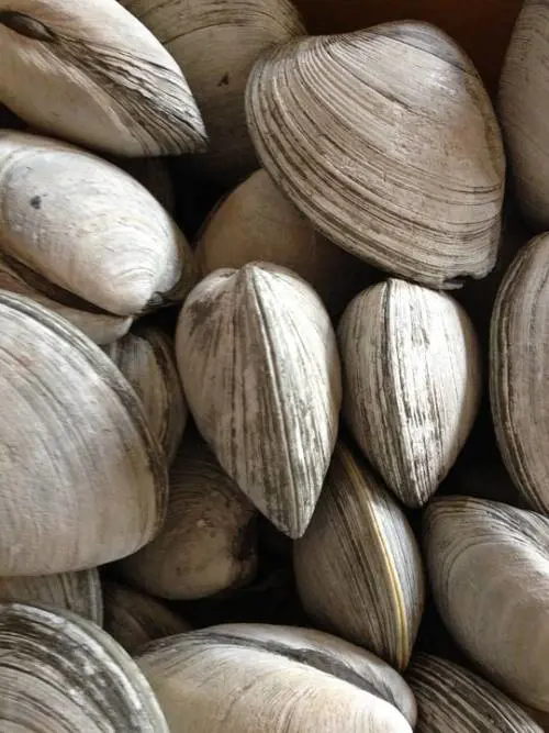 Allarme sanitario europeo per le vongole velenose del mare campano