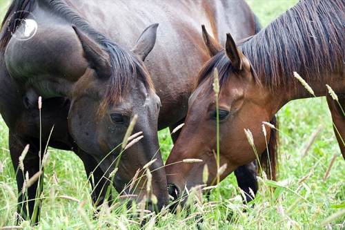 Strage di cavalli in un centro di recupero per animali maltrattati: 13 morti in dieci mesi