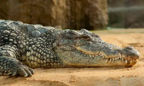 Cina, sgominata banda criminale che trafficava animali protetti