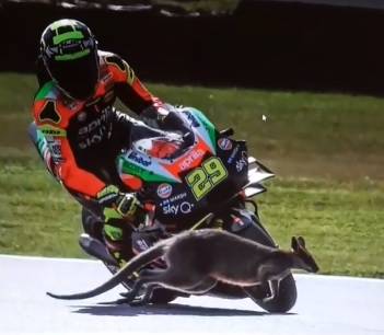 Andrea Iannone rischia grosso in gara: un canguro gli taglia la strada