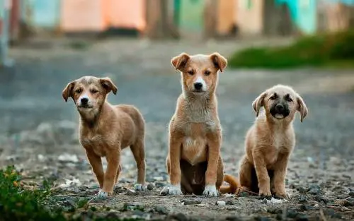 Cina, la carne di cane sostituisce quella suina