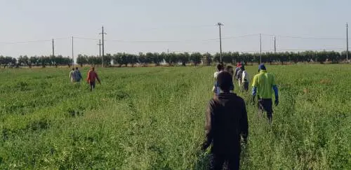 Saviano scende in campo per la sanatoria: "Salvini e M5S? Complici dei mafiosi"