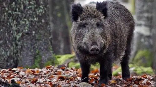 Caricato e aggredito da un cinghiale. 92enne perde un braccio e una gamba