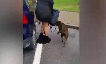 Mondovì, nel tentativo di difendere il suo cane da un pitbull perde gonna e biancheria: donna derisa e filmata