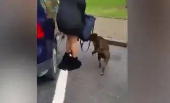 Mondovì, nel tentativo di difendere il suo cane da un pitbull perde gonna e biancheria: donna derisa e filmata