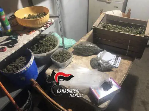 Una serra per la canapa in cantina
