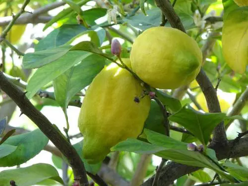 Scoperto a rubare limoni in un agrumeto, arrestato