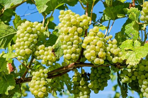Puglia, la guerra dell'uva: i produttori italiani battono i colossi Usa