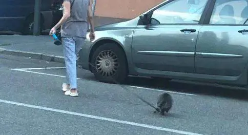 Baggio, passeggia con un procione al guinzaglio