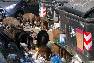 A Roma i problemi sono i rifiuti non i cinghiali