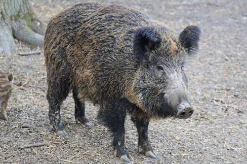 Cinghiale trova la cocaina nascosta in un bosco