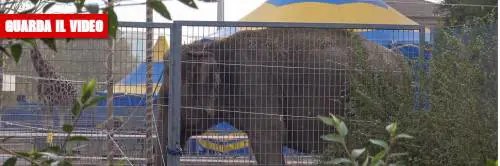 Essere Animali
