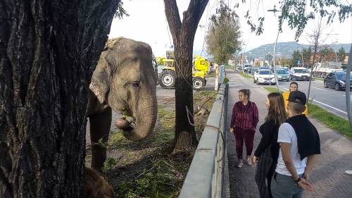 Gli animali del circo "parcheggiati" sull'asfalto