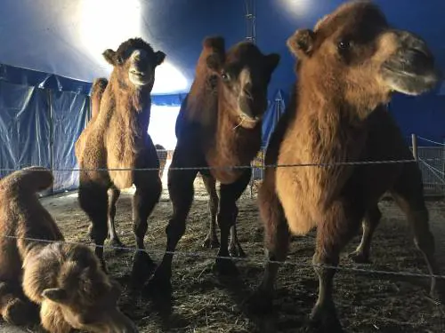 Gli animali del Circo Madagascar