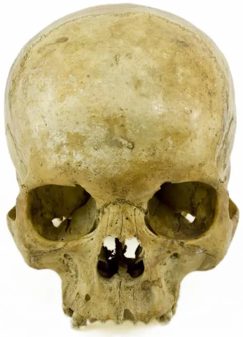 Per il genere "homo" la cultura produce mutamento biologico