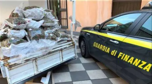 Marijuana pregiata dentro a un congelatore: maxi-sequestro delle fiamme gialle