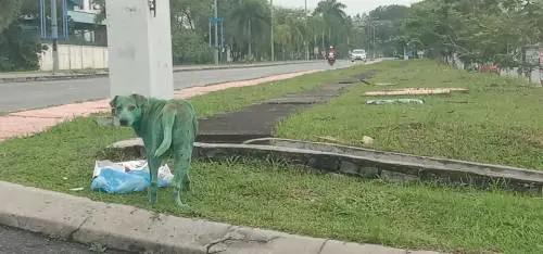 Imbrattano di vernice verde un cane randagio, i veterinari: "Intossicato, può morire"