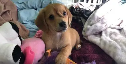 Narwhal, il cane-unicorno nato con un codino al centro della fronte