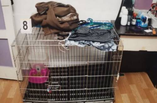 Chiudono il figlio in una gabbia per gatti: muore per le torture