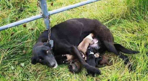 Incatenata e abbandonata con i cuccioli appena nati: salva la cagnetta