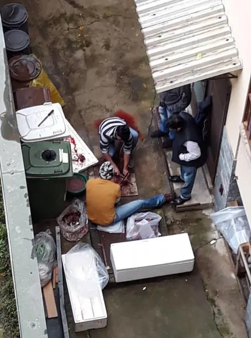 Macelleria abusiva in cortile: sezionano animale tra i rifiuti