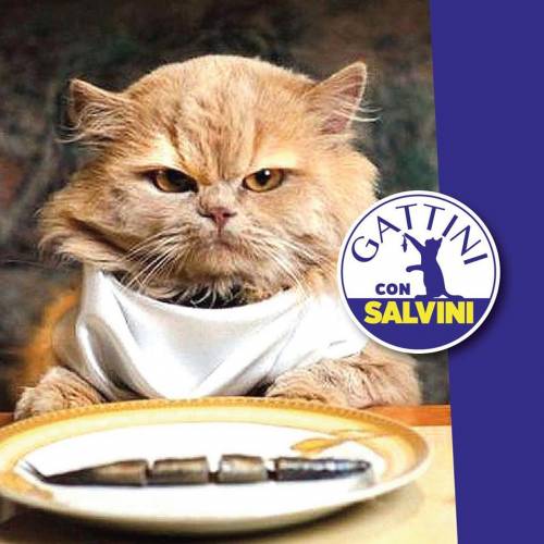 La sinistra schiera le "sardine"? Salvini risponde con i "gattini"