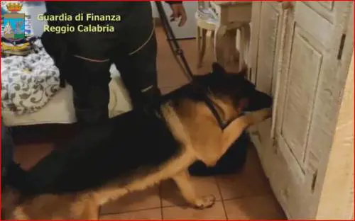 Traffico di stupefacenti: sgominata associazione a delinquere