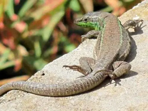 Scoperta una nuova lucertola: a Ponza da due milioni di anni