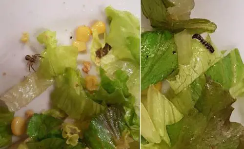 Insetti nell'insalata. Polemiche in una scuola di Firenze. Il caso finisce in Regione