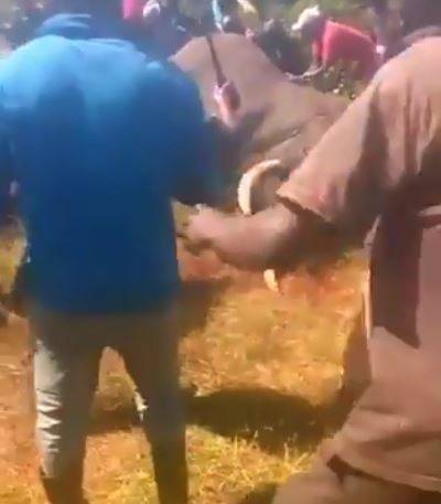 Kenya, abitanti di un villaggio massacrano con un machete un elefante intrappolato