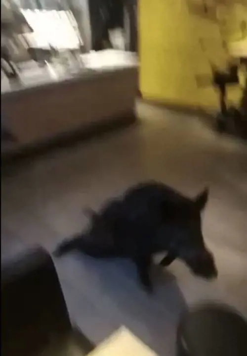 Poliziotto rincorre cinghiale al McDonald's: il video diventa virale